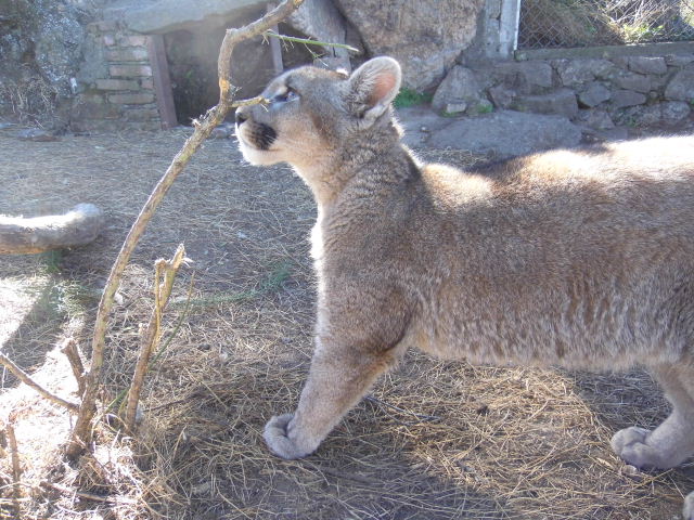 Cuidemos el ecosistema: no domestiquemos animales silvestres