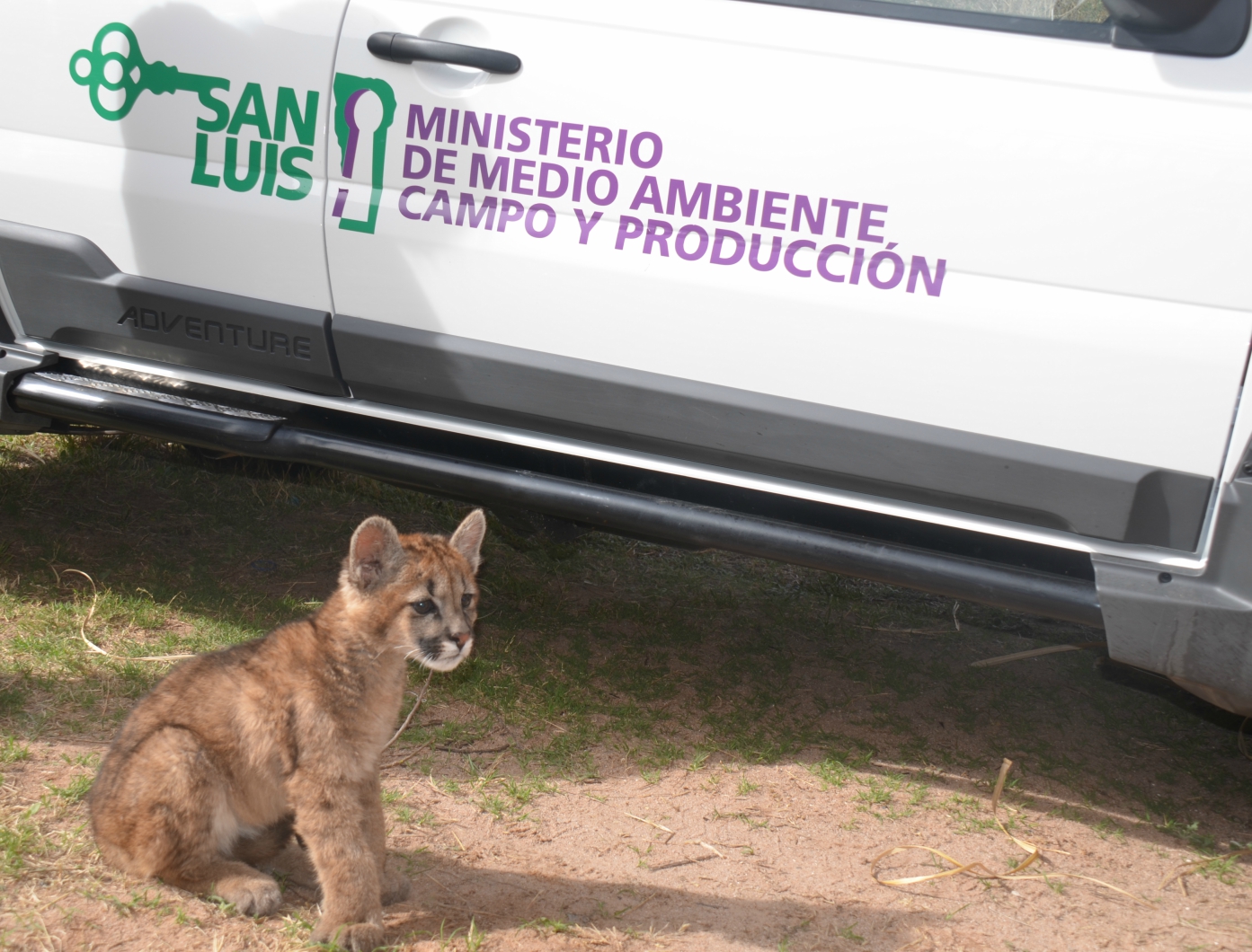 Rescataron un puma concolor al sur de Villa Mercedes