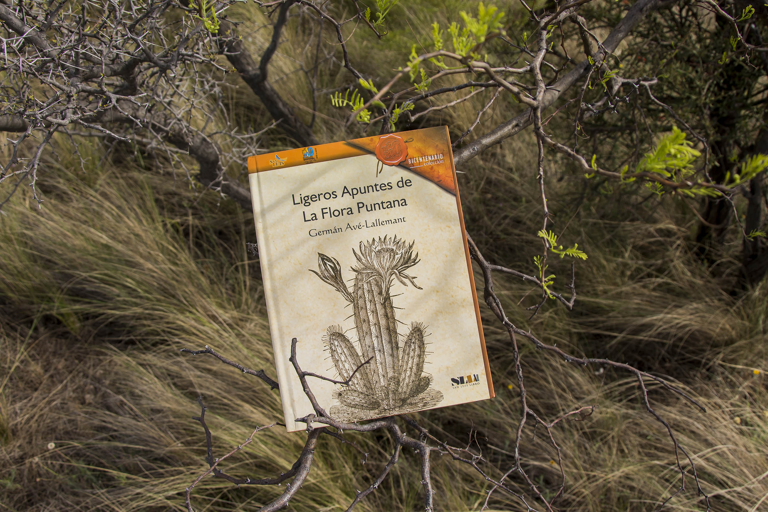 Ligeros apuntes de la flora puntana