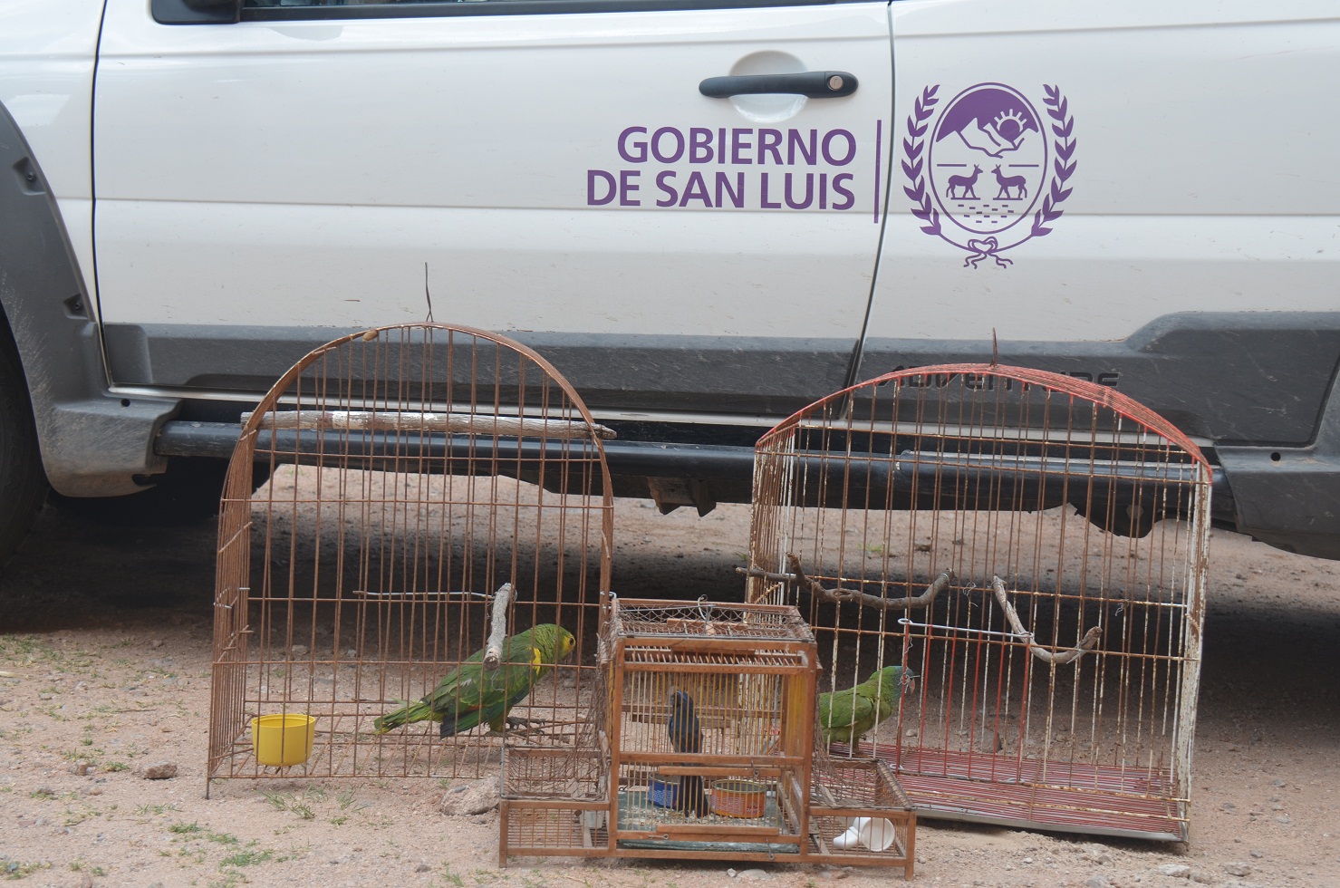 Cuidado de la biodiversidad: rescataron seis nuevas aves