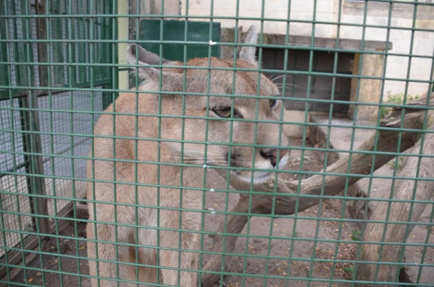 San Luis expondrá un trabajo donde analiza la problemática del mascotismo en pumas concolor en territorio puntano.