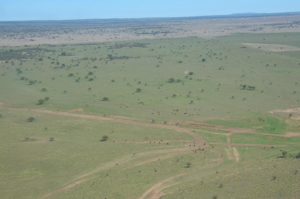 Venado de las Pampas: sobrevuelan el sur provincial para censar cuántos ejemplares hay en San Luis