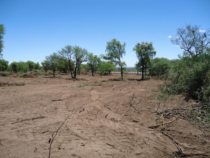 Bosque nativo: el Gobierno multa los desmontes no autorizados