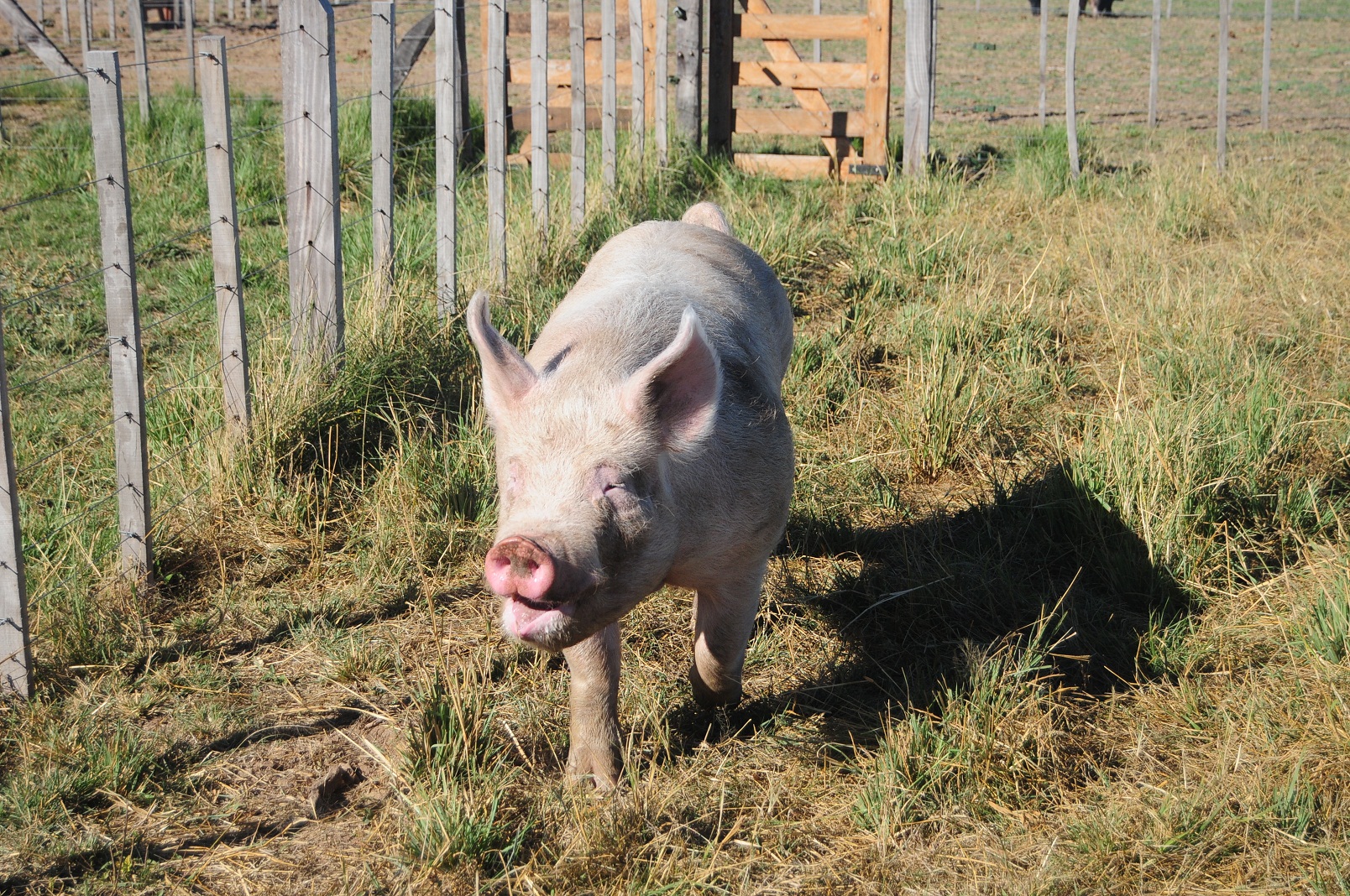 Sanidad animal: el Laboratorio del Campo detectó un caso de triquinosis