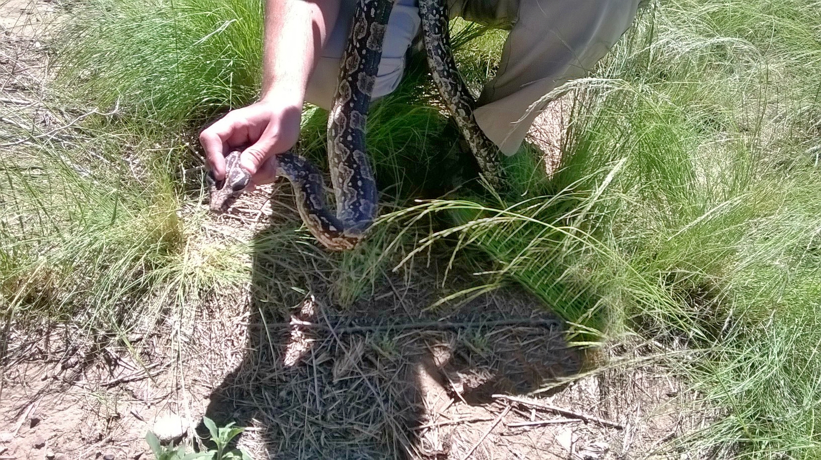 Rescataron una lampalagua encontrada en un comercio