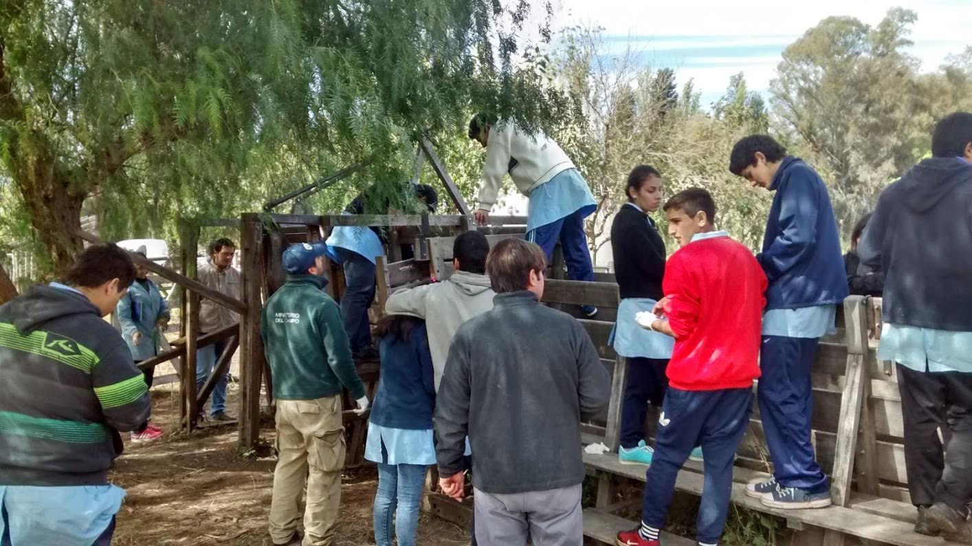 SENASA declaró libre de brucelosis a los bovinos de la Escuela Técnica Nº 6