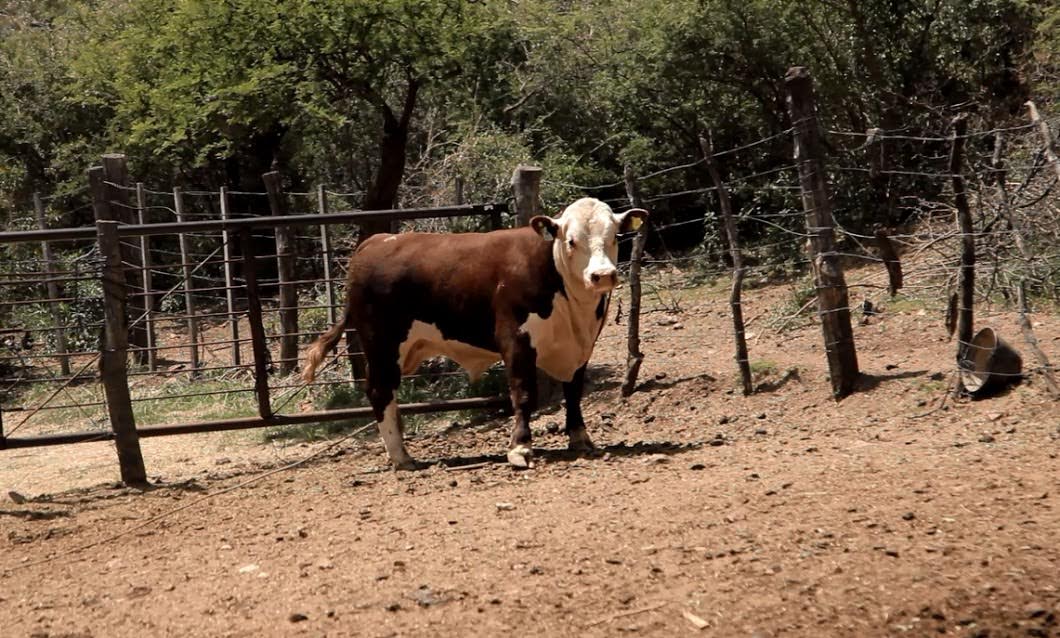 Sanidad animal: repusieron un toro a un productor del departamento Pueyrredón