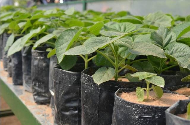 Este jueves inicia la plantación de paulownias en la Autopista de los Comechingones