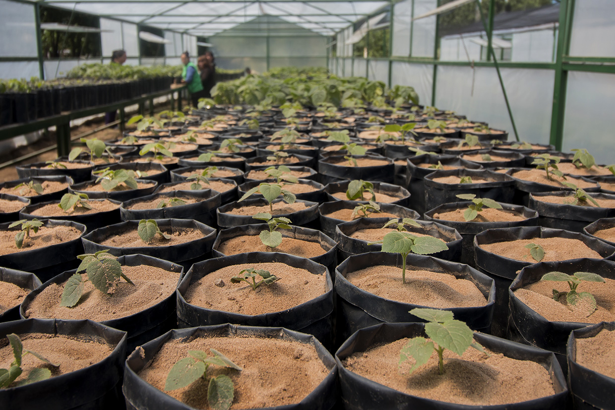 Proyecto Paulownia: el “árbol de la vida” crece en San Luis