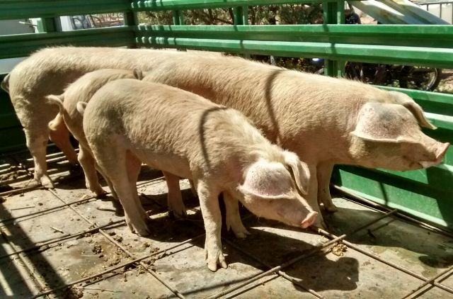 Repusieron tres porcinos a un pequeño productor de Pescadores