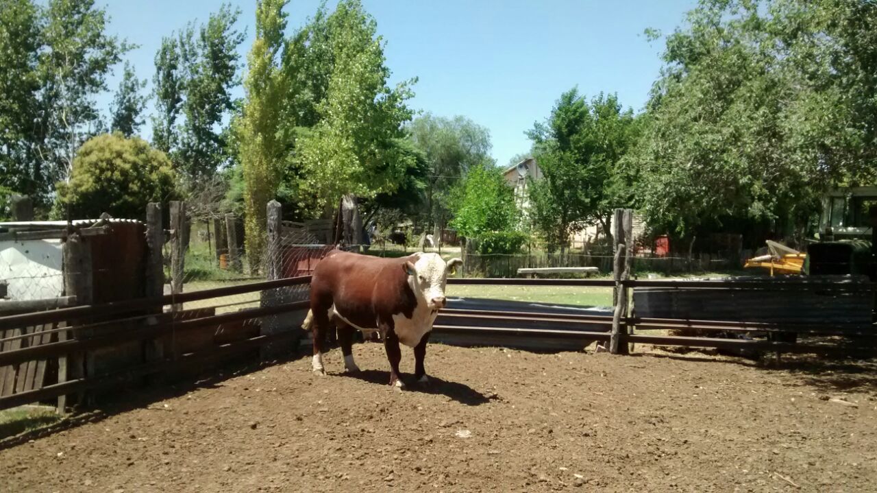 Entregaron un toro a un productor de Pescadores