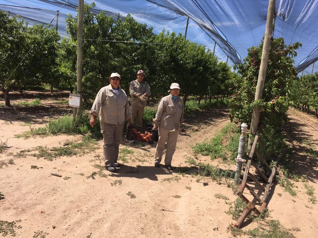 Sol Puntano: concluyó la colocación de la malla antigranizo