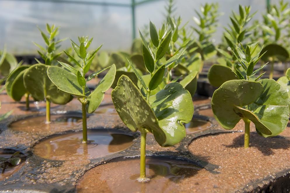 Producción de nativas para forestar con especies autóctonas el suelo puntano