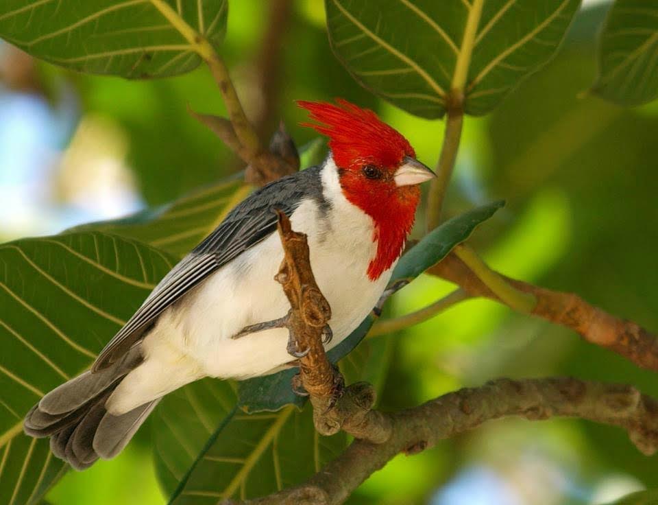 Río Grande será escenario de una nueva liberación de aves