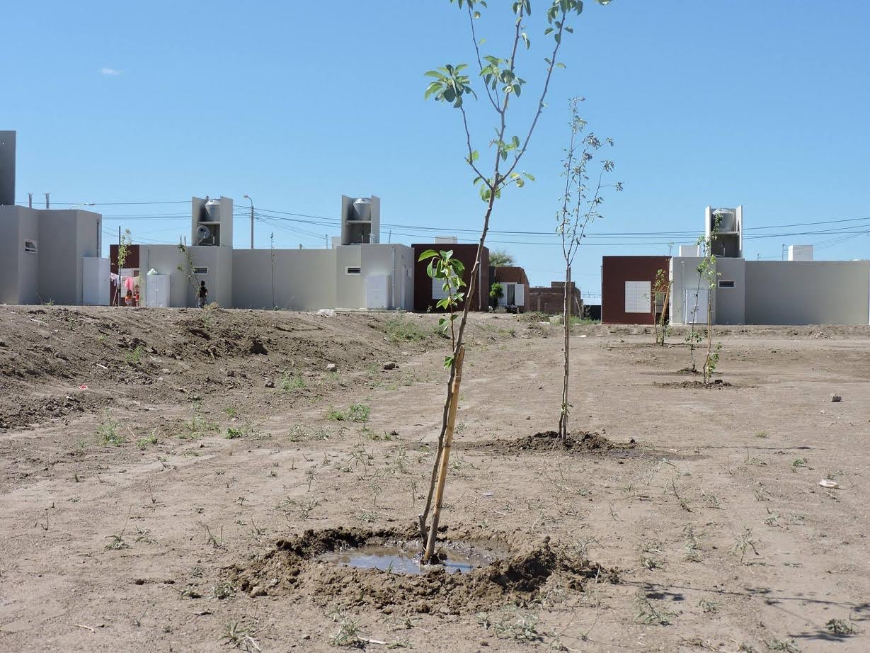 Plantarán frutales en viviendas sociales de Candelaria, San Francisco y Nogolí