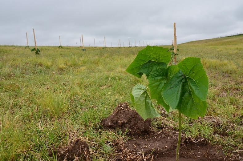 Más de 7 mil paulownias ya crecen en suelo puntano