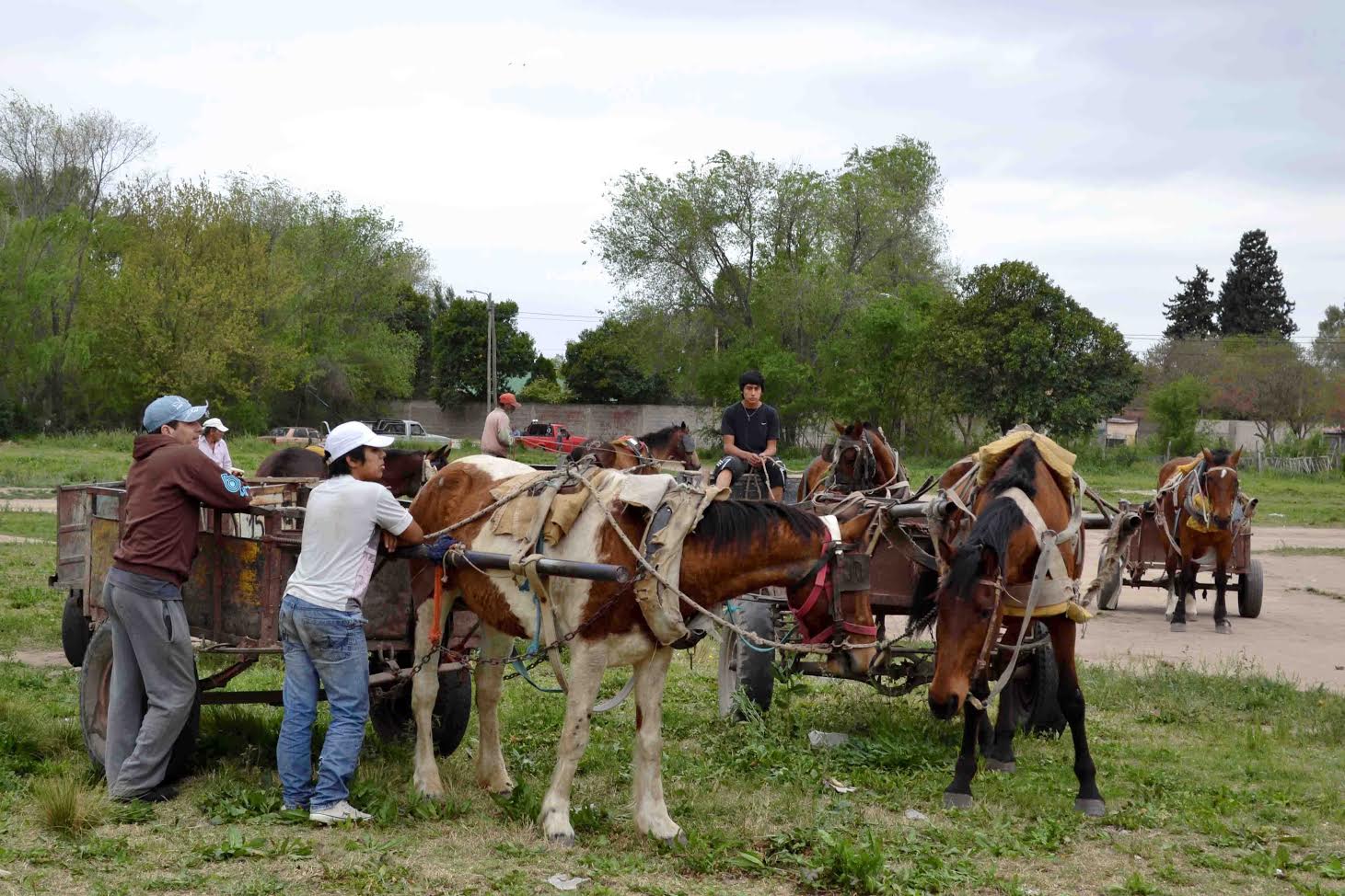 Se proyecta que en cinco años no haya más carros tirados por caballos