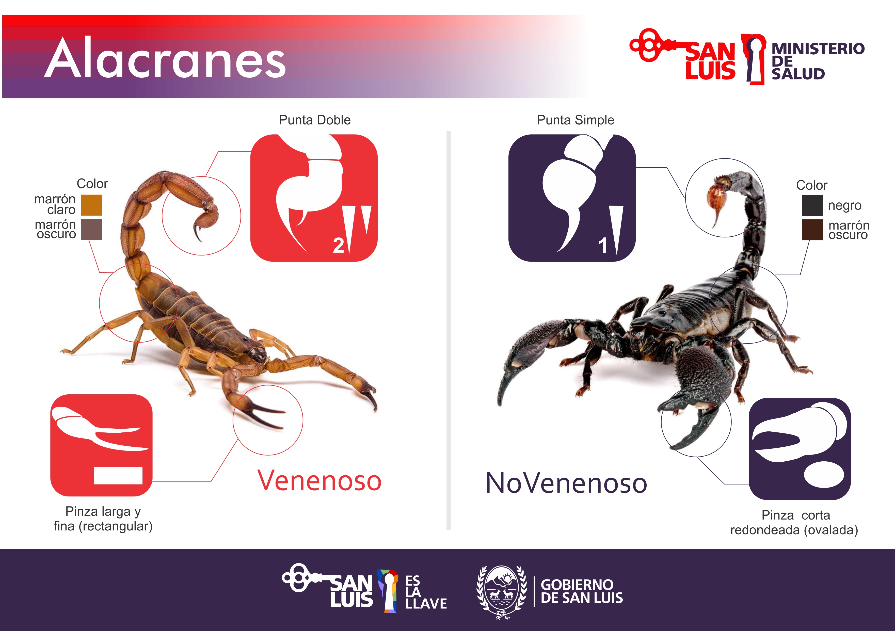 Precauciones para evitar picaduras de alacranes