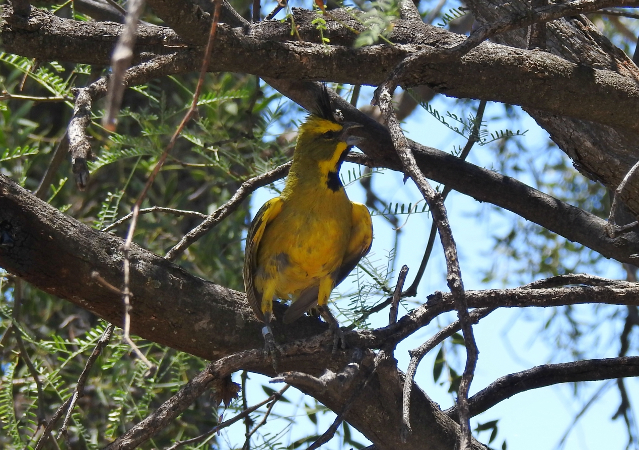  El 2016 finalizó con una nueva liberación de aves