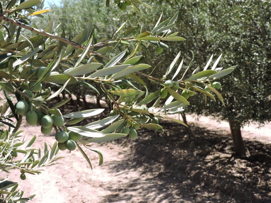 Sol Puntano prepara una cosecha de 7.000 kilos de aceitunas