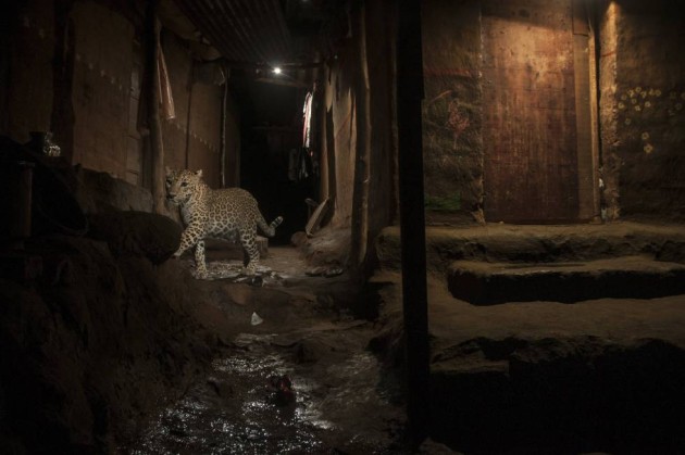 20- Imagen ganadora del segundo premio en la categoría “Naturaleza”, captada por el fotógrafo Nayan Khanolkar. Muestra a un leopardo mientras deambula junto a unas viviendas en busca de comida en las proximidades del Parque Nacional de Sanjay Gandhi, en el norte de Bombay (India).