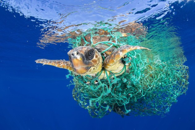 25- La fotografía ganadora del primer premio individual en la categoría “Naturaleza”, captada por el fotógrafo español Francis Pérez. La imagen, titulada “Caretta Caretta atrapada”, muestra una tortuga marina enredada en una red de pesca mientras nada en aguas de la isla de Tenerife, en las Islas Canarias.