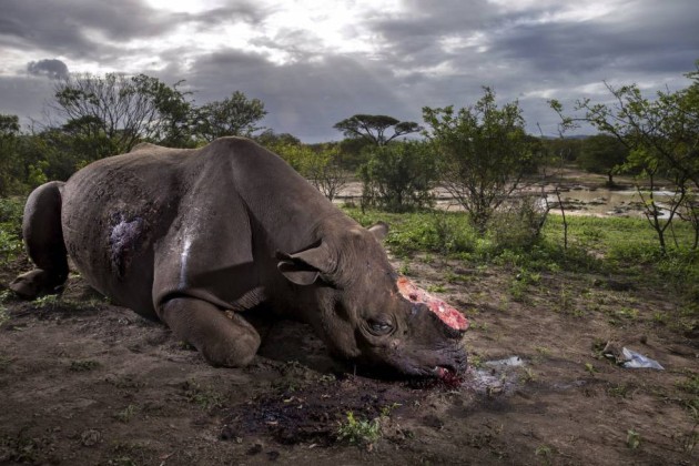 3- Primer premio en el apartado Historias de la categoría “Naturaleza”, tomada por el fotógrafo de la agencia Getty Images, Brent Stirton, para la revista National Geographic. La imagen muestra un rinoceronte con el cuerno cortado tras ser abatido por cazadores furtivos en la reserva de Hluhluwe Umfolozi, en Sudáfrica.