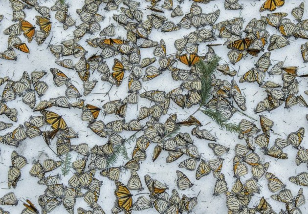 9- Imagen ganadora del tercer premio en la categoría “Naturaleza”, tomada por el fotógrafo español Jaime Rojo. En la foto se ve un manto de mariposas monarca sobre la nieve en el santuario de El Rosario, en Michoacan (México).
