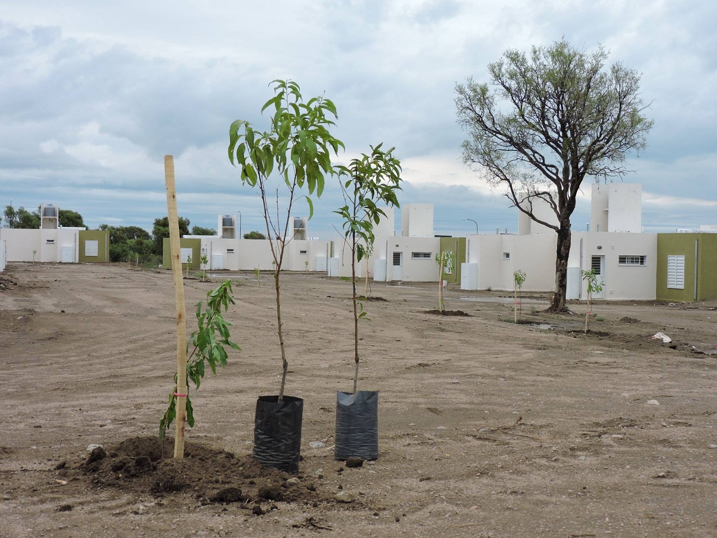 Plantarán 240 árboles en la ciudad de La Punta