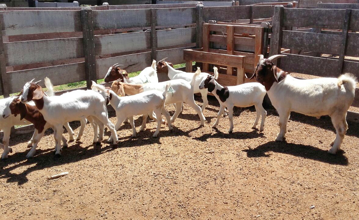 Sol Puntano recibió a nuevos ejemplares en su módulo genético