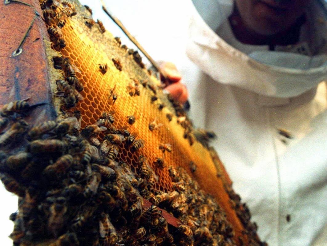 El Gobierno entregará más de 15.000 dosis para combatir la Varroa