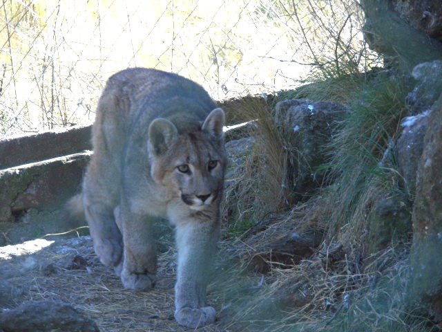 Rescataron un puma de un domicilio particular en Justo Daract