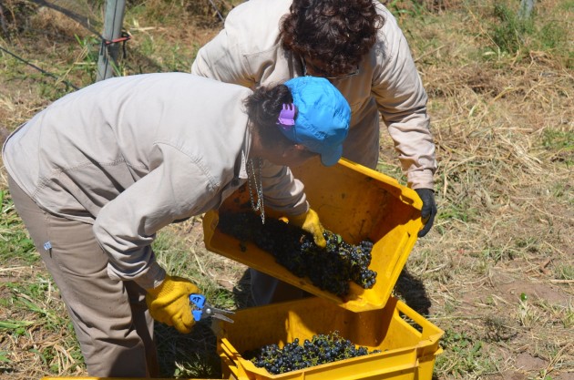 La cosecha pertenece a las variedades malbec y cabernet, además de una colección de uvas tintas.