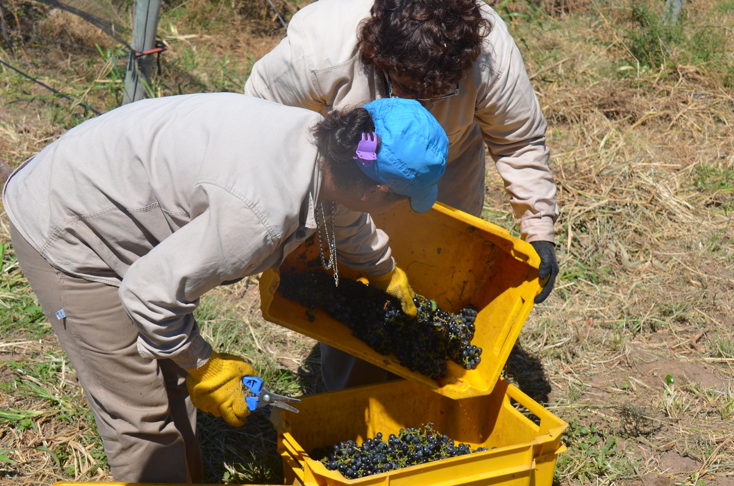 Vendimia en San Luis: “Sol Puntano” cosechó uvas para su vinificación