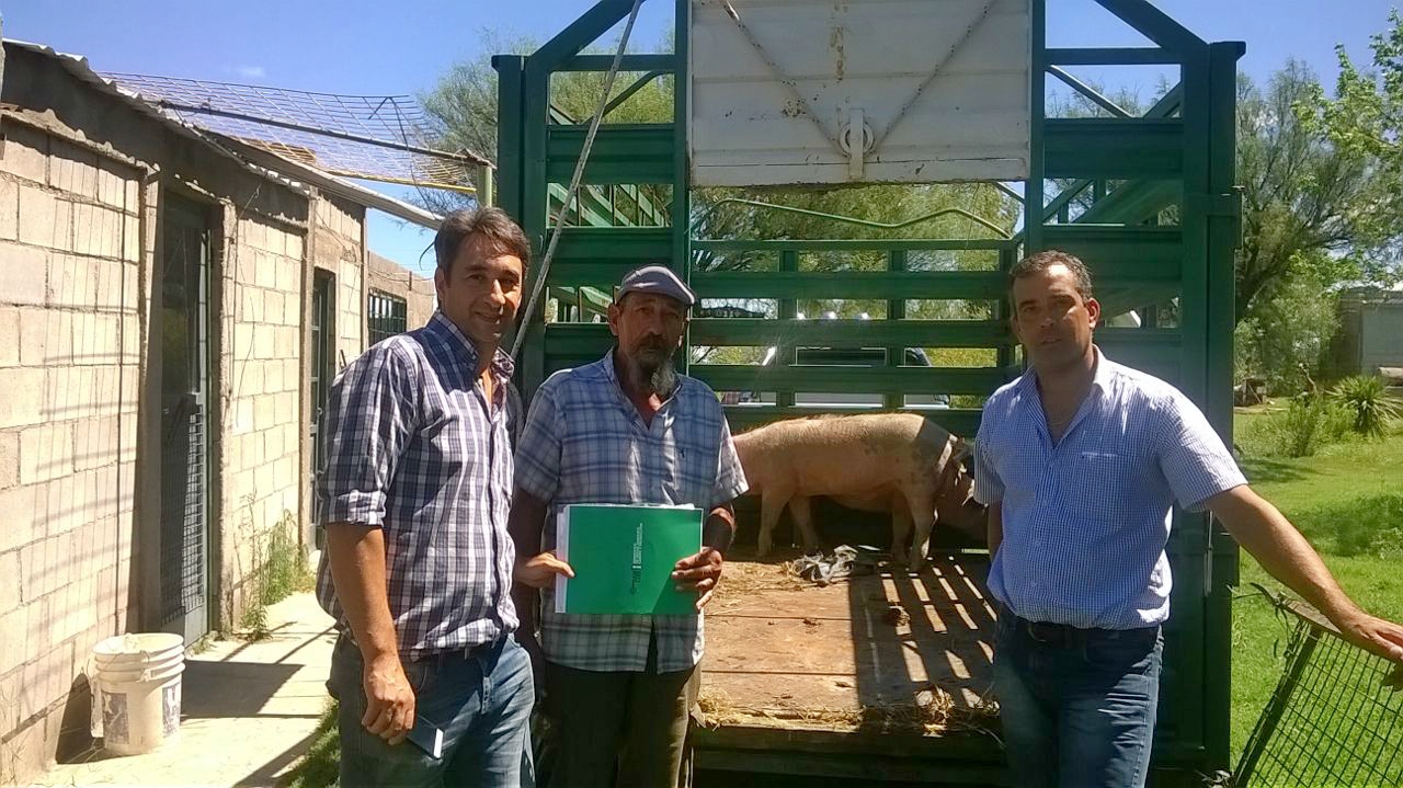 Repusieron porcinos a un pequeño productor de Pescadores