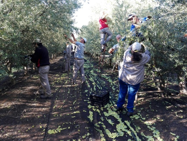  Arbequina, Arbosana y Changlot Real son las tres variedades que se cosechan. Estiman producir 500 litros de aceite.