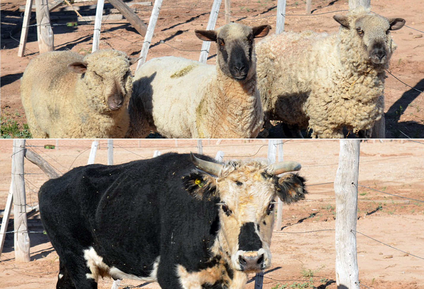 Para su desarrollo productivo, la comunidad huarpe recibió animales