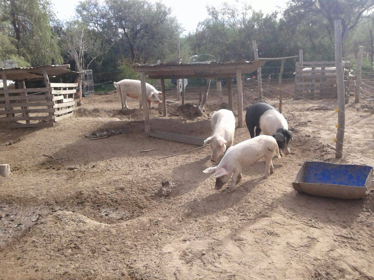 El Gobierno de San Luis sigue acompañando el crecimiento de los pequeños productores