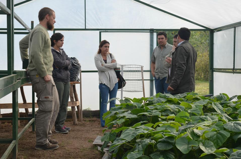 Proyecto Paulownia en San Luis: una vidriera a todo el país