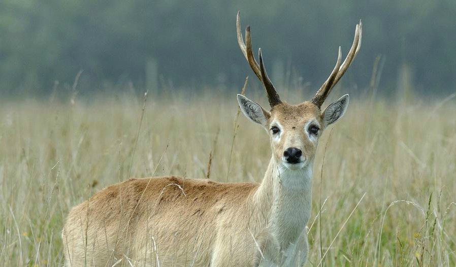 Un encuentro para conocer más sobre el venado de las pampas