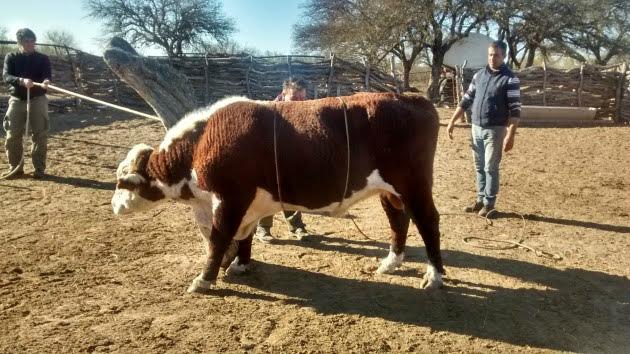 El Plan Toros puso en marcha acciones sanitarias en el departamento Ayacucho