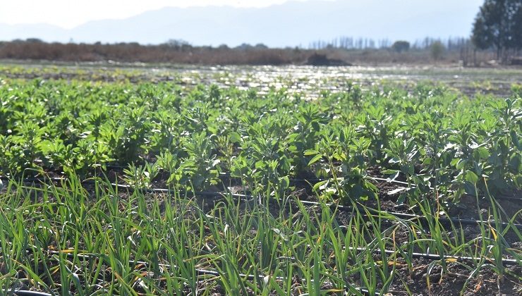 Las verduras de la comunidad boliviana crecen en “Sol Puntano”