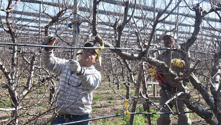 Sol Puntano comenzó con la poda de sus frutales