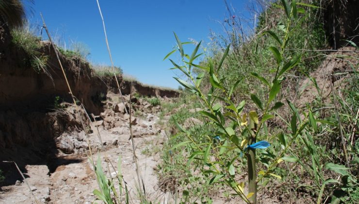 Sauces y álamos, aliados forestales para la remediación de la Cuenca El Morro