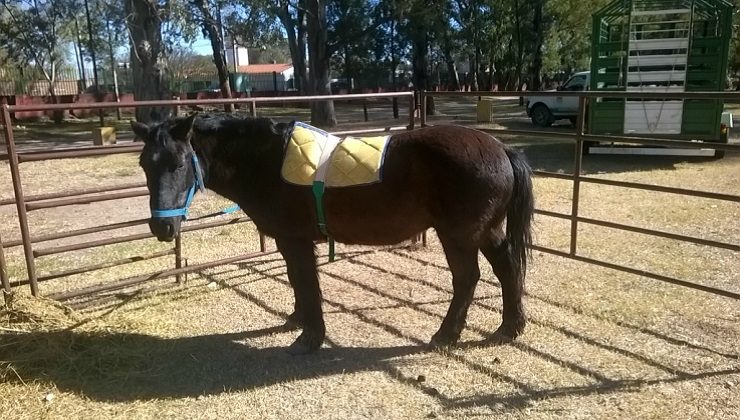 Asistieron sanitariamente a caballos que participarán del desfile gaucho del 25 de agosto