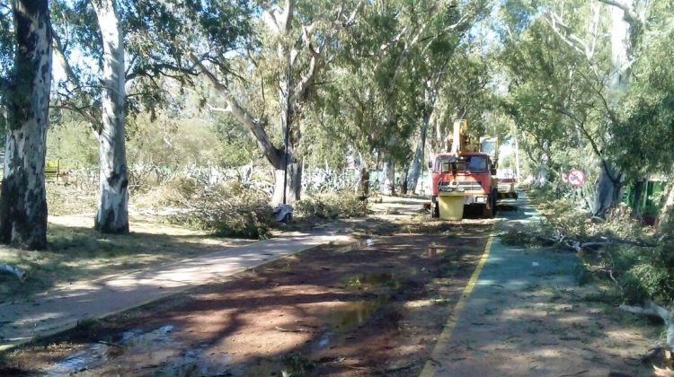 Continúan las tareas de poda en Parque de las Naciones