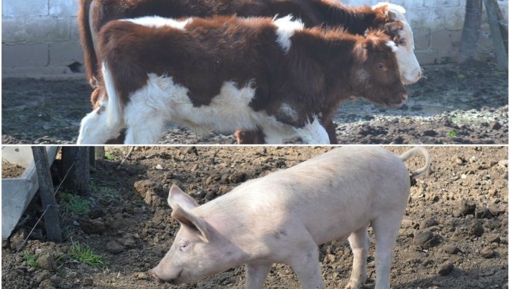 La escuela agraria de Villa Mercedes sumó dos terneros y un porcino