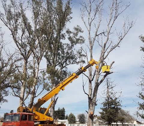 Comenzó la poda correctiva en el Parque de las Naciones