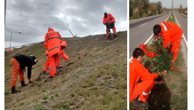 Embellecimiento de las zonas verdes de las rutas y autopistas provinciales