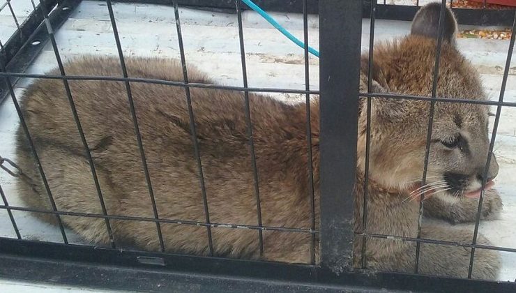 Rescataron a un puma cachorro en Villa Mercedes